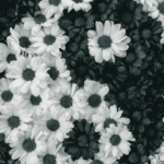 a black and white chrysanthemums arranged to create a yin yang symbol