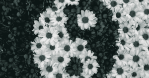 a black and white chrysanthemums arranged to create a yin yang symbol